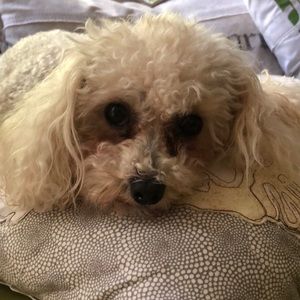 Meet your Posher, Ellyson